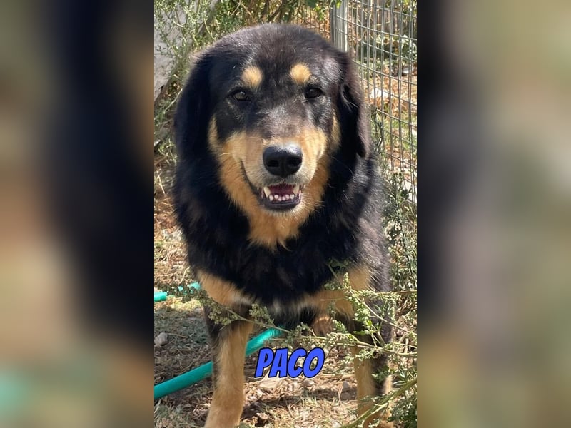 Paco, 10/22 - hübscher Rüde sucht 2te Chance