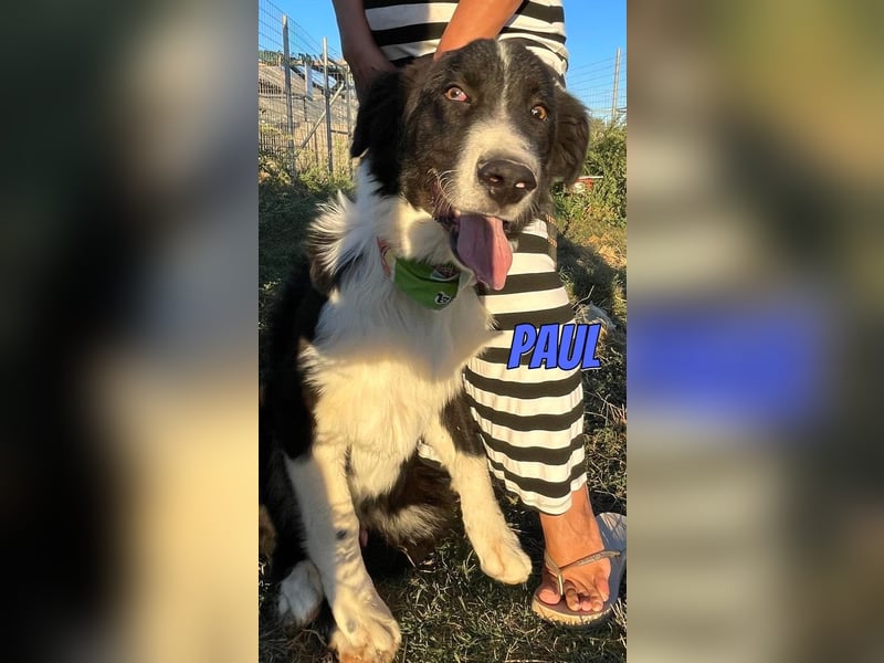 Paul, 10/25 - süßer Plüscher sucht Familie