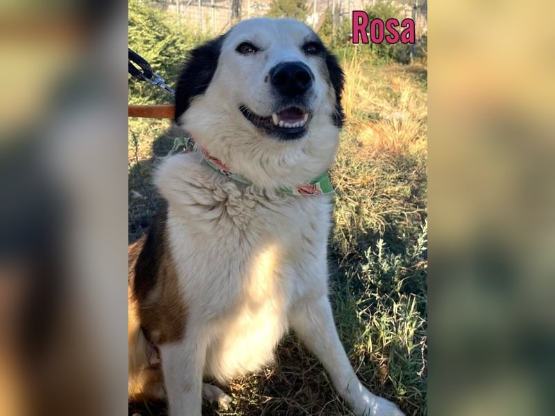 Rosa, 12/23 - sanfte Seele sucht Zuhause