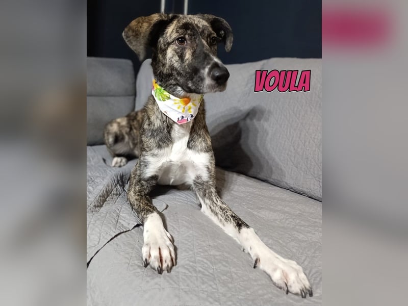 Voula, 10/25 - sanfte Seele sucht Familie