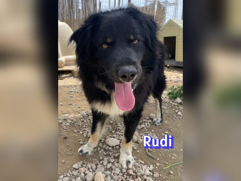 Rudi, 02/24 - liebevoller Wuschel sucht Familie