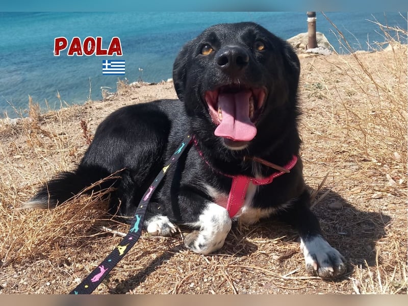 Paola - Ein Hund für Strandspaziergänge
