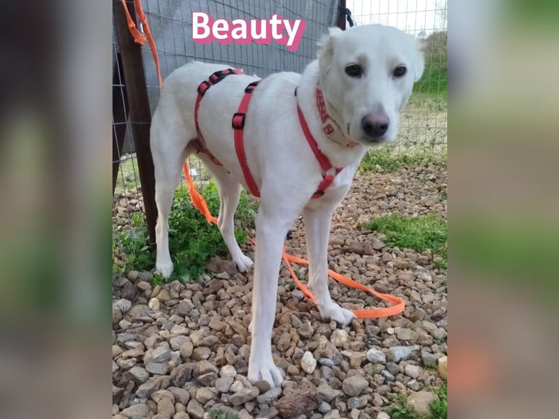 Beauty - sensibel, freundlich, neugierig; Handicap