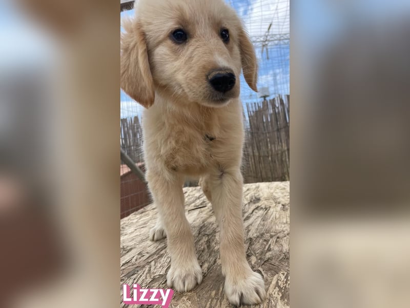 Lizzy, 02/26 - sucht eine schöne Kindheit