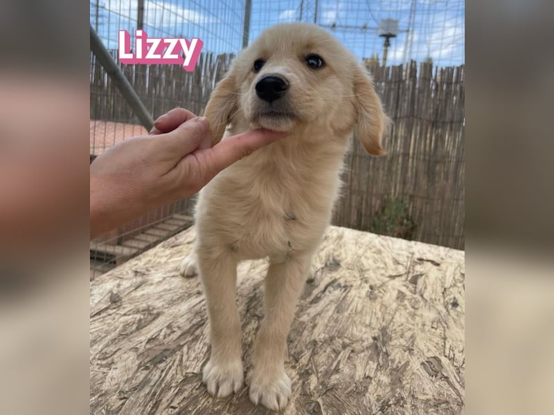 Lizzy, 02/26 - sucht eine schöne Kindheit