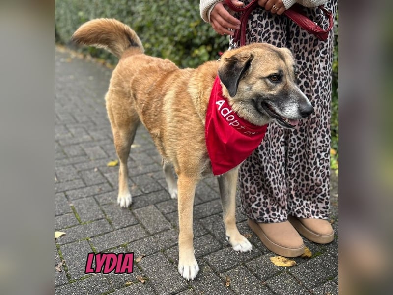 Lydia, 05/23 - tolle Familienhündin wartet in 64756 Mossautal