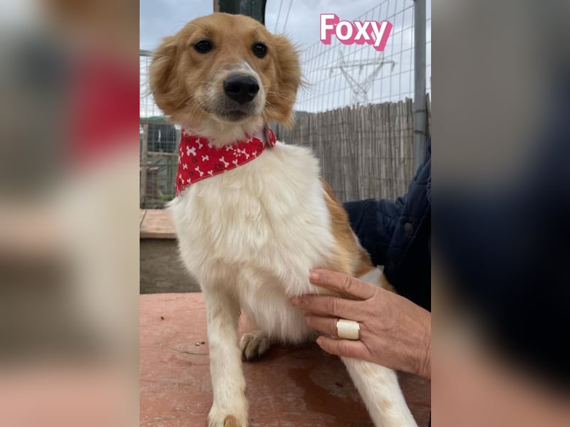 Foxy - verschmust, verspielt, anhänglich