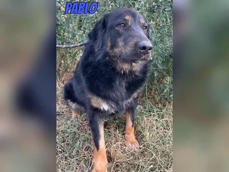 Pablo, 10/22 - ruhiger Rüde sucht Familie