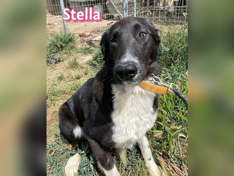 Stella, 01/24 - schüchterne Maus sucht Familie