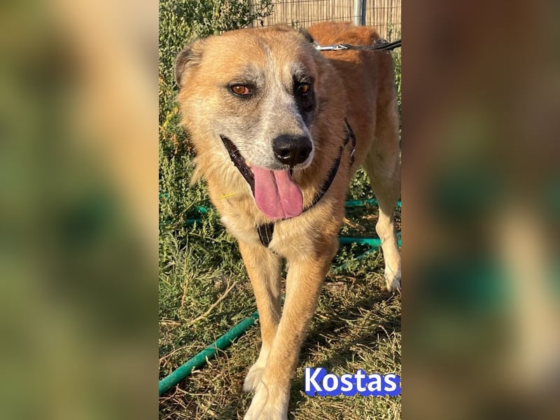 Kostas, 08/20 - ruhiger Rüde sucht Familie