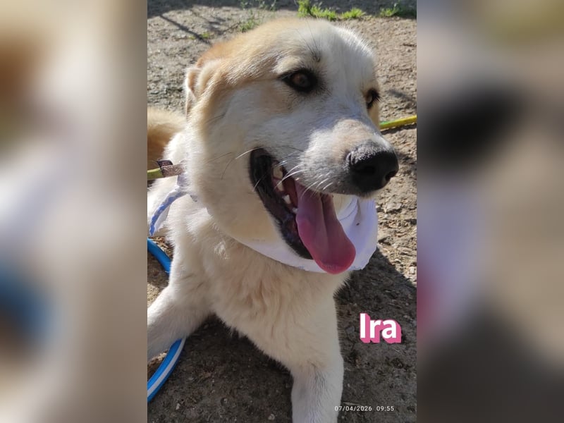Ira – tapfere kleine Kämpferin sucht ihr Zuhause
