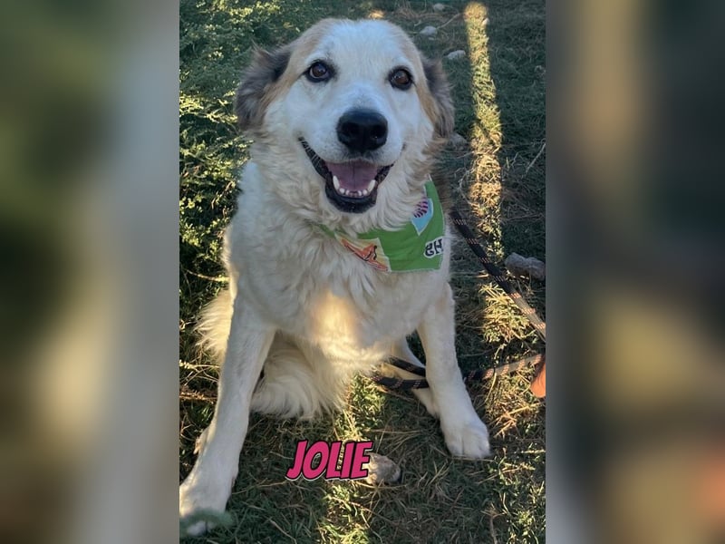 Jolie, 08/24 - süßes Mädel wartet auf ihre Menschen
