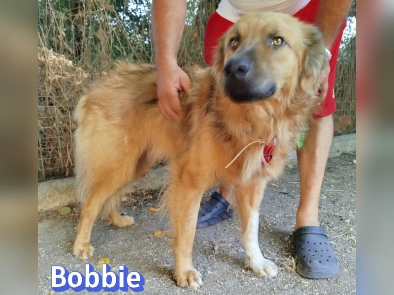 Bobbie, 08/23 - treuer Wuschel sucht Familie