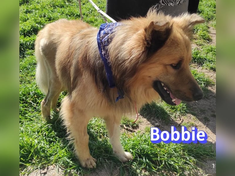 Bobbie - lebensfroher Kämpfer sucht sein Zuhause