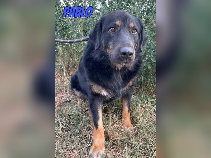 Pablo, 10/22 - ruhiger Rüde sucht Familie