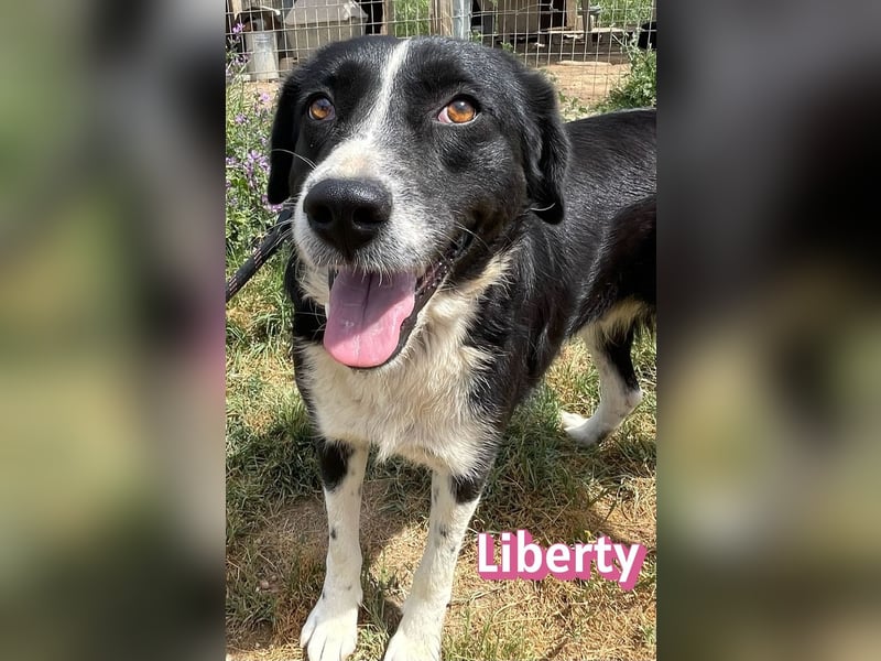 Liberty, 09/21 - treue Hündin sucht ihre Menschen
