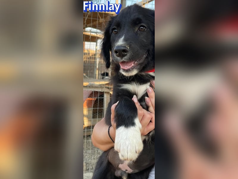 Finnlay, 05/26 - Schwarzköpfchen sucht Familie