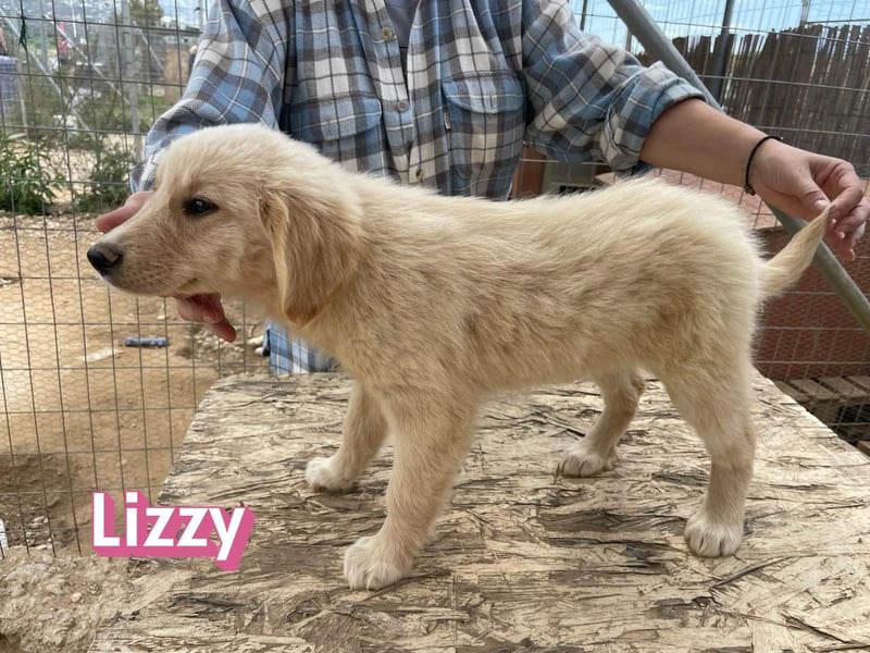 Lizzy, 02/26 - sucht eine schöne Kindheit