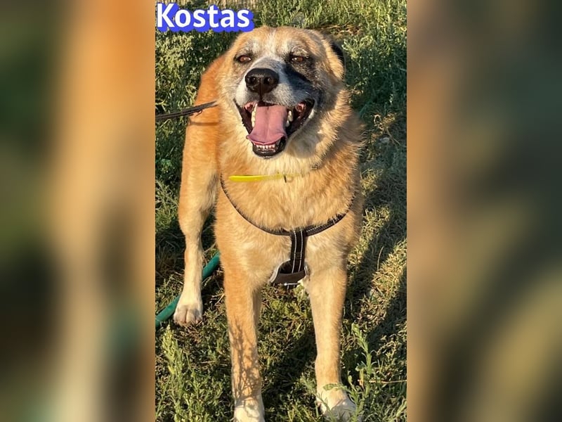 Kostas, 08/20 - ruhiger Rüde sucht Familie
