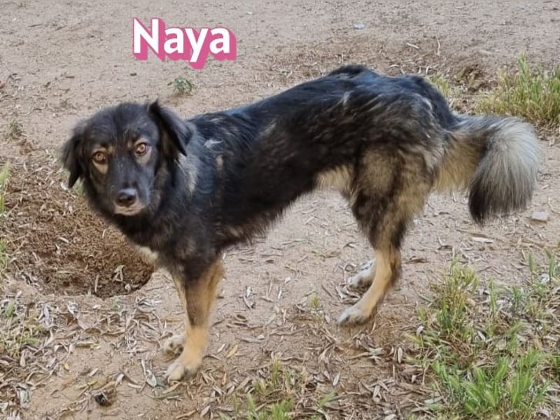 Naya, 11/24 - sportlicher Wuschel sucht Familie