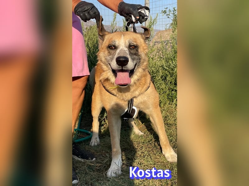 Kostas, 08/20 - ruhiger Rüde sucht Familie