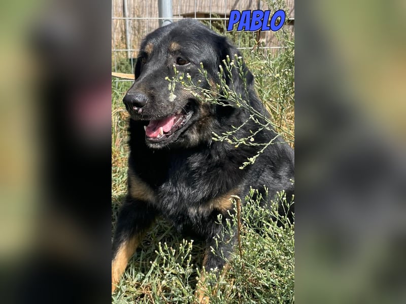 Pablo, 10/22 - ruhiger Rüde sucht Familie