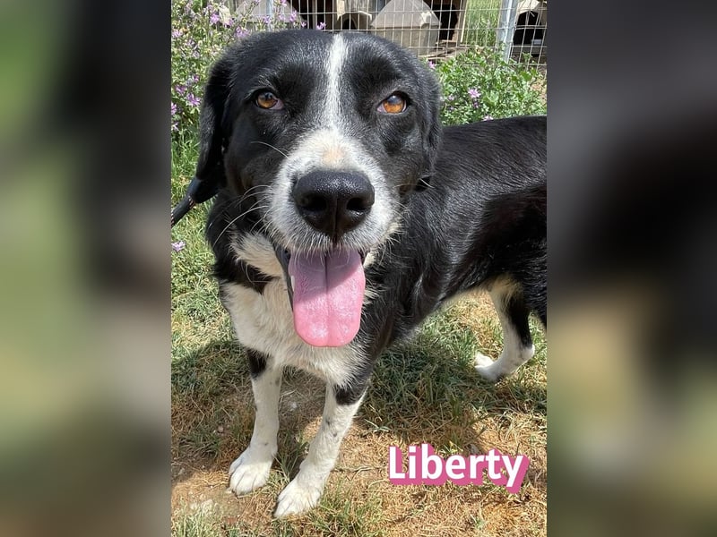 Liberty, 09/21 - treue Hündin sucht ihre Menschen