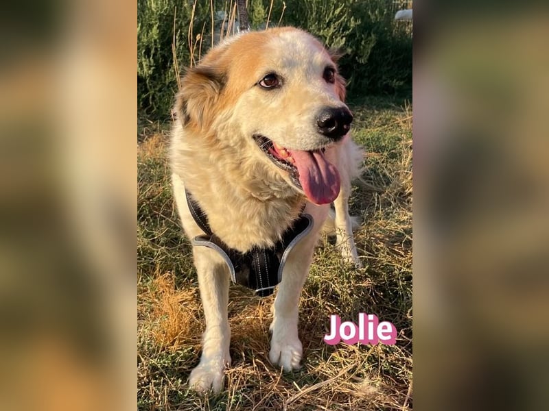 Jolie, 08/24 - ruhige Begleiterin sucht ihre Menschen