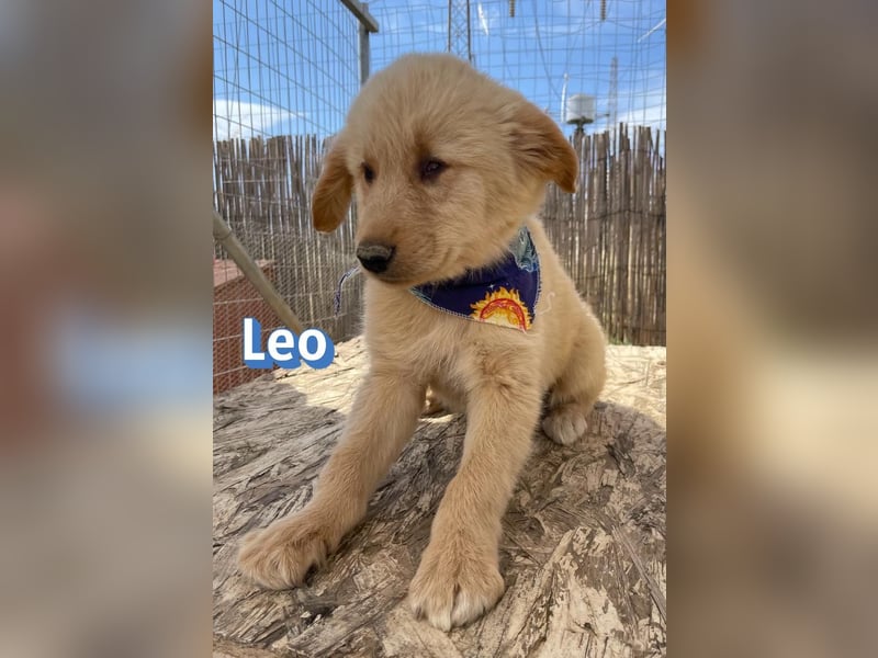 Leo, 02/26 - Zukunft gesucht