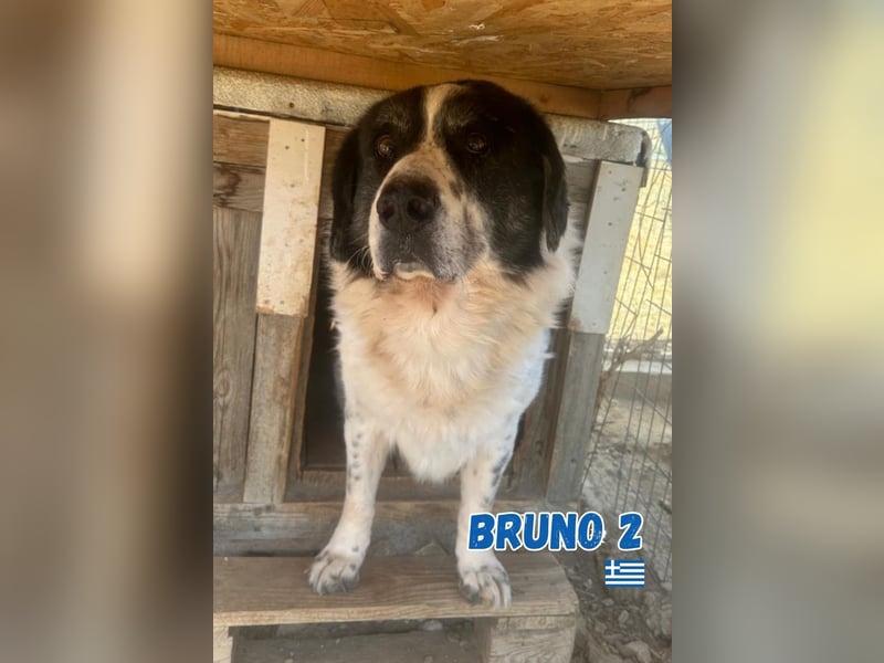Bruno 2 - Gnadenbrotplatz gesucht