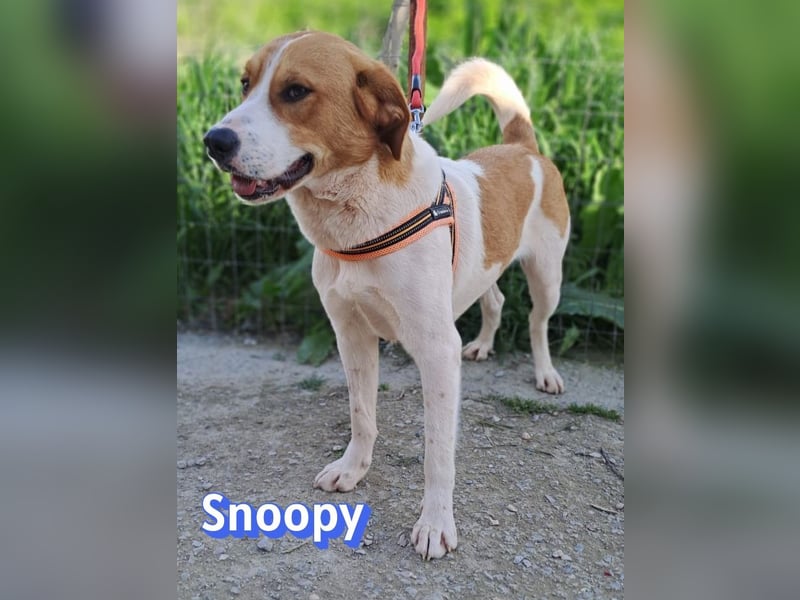 Snoopy, 04/25 - sucht seinen Charlie Brown