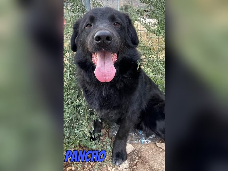 Pancho, 10/22 - schwarzes Bärchen sucht Familie