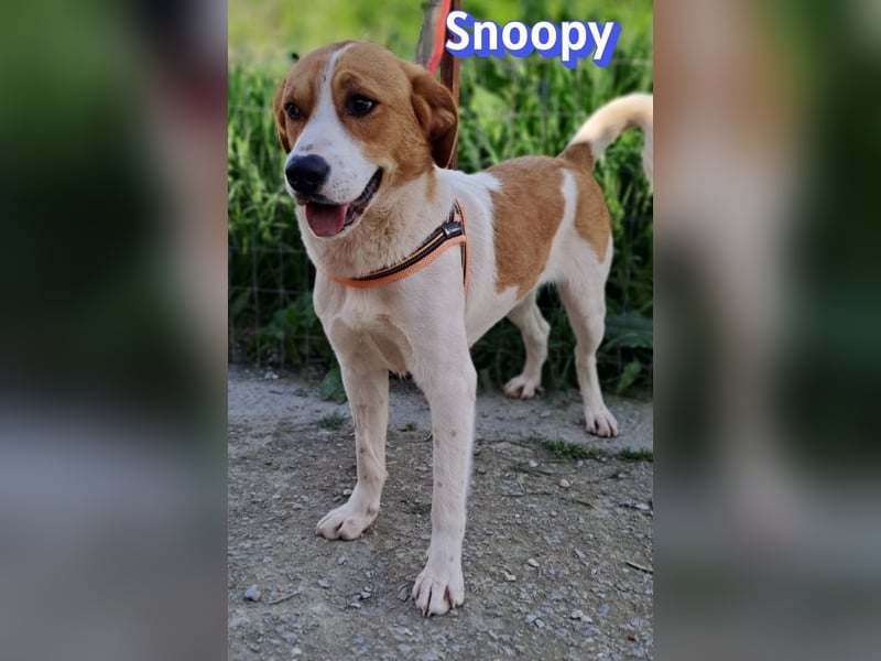 Snoopy, 04/25 - sucht seinen Charlie Brown