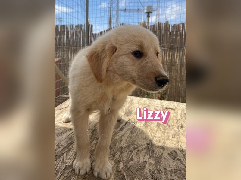 Lizzy, 02/26 - sucht eine schöne Kindheit