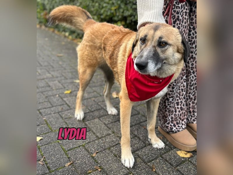 Lydia, 05/23 - tolle Familienhündin wartet in 64756 Mossautal