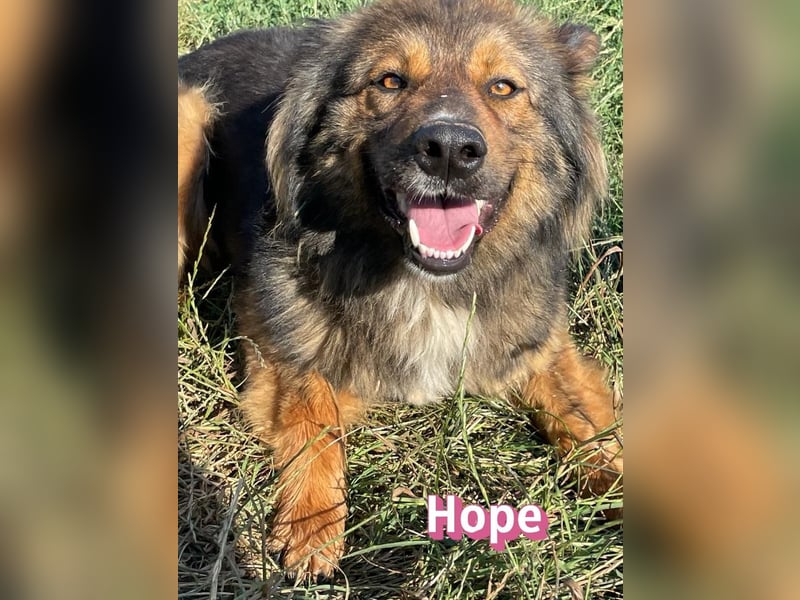 Hope, 05/24 - Die, die immer lacht! wartet in 64653 Lorsch
