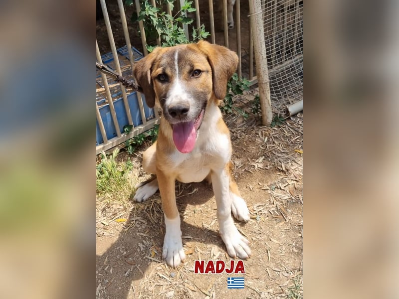 Nadja - aufgeweckt und freundlich