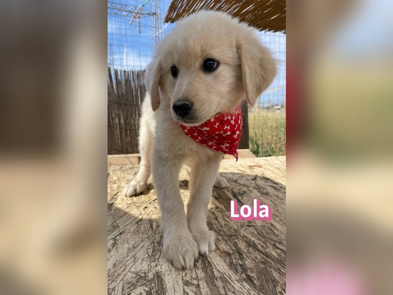 Lola, 02/26 - Wuschelchen sucht Körbchen