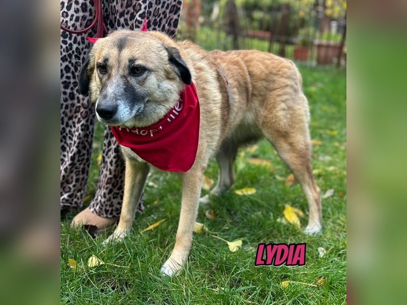 Lydia, 05/23 - tolle Familienhündin wartet in 64756 Mossautal