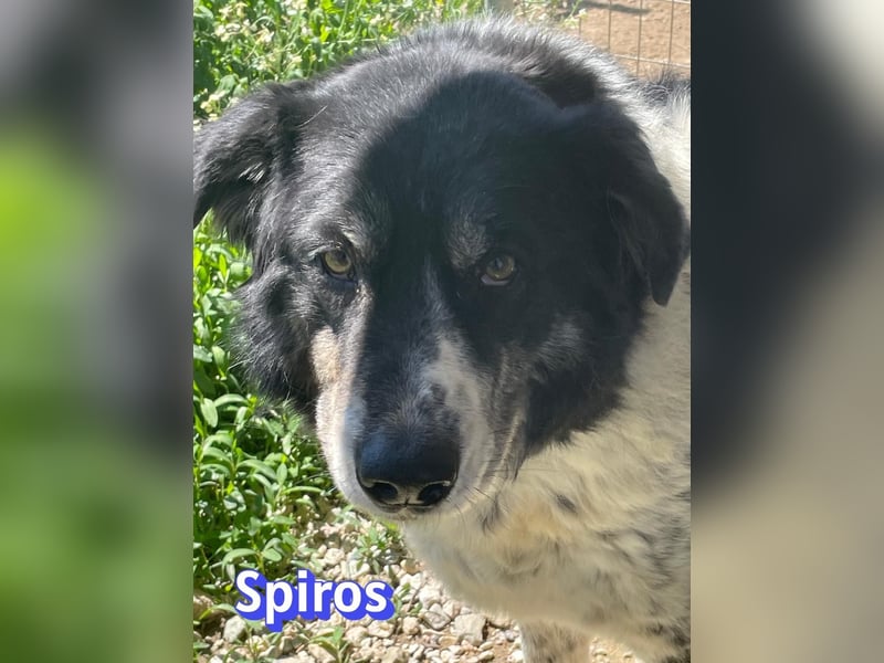 Spiros, 01/23 - wuscheliger, schlauer Gefährte sucht seine Menschen