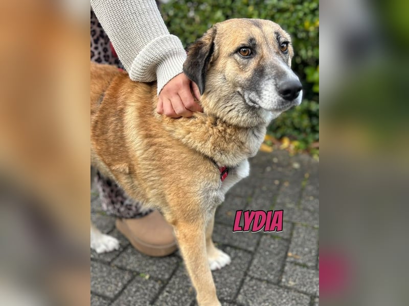 Lydia, 05/23 - tolle Familienhündin wartet in 64756 Mossautal