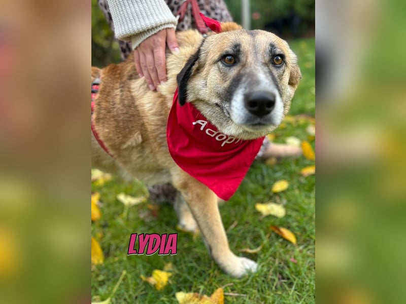 Lydia, 05/23 - tolle Familienhündin wartet in 64756 Mossautal