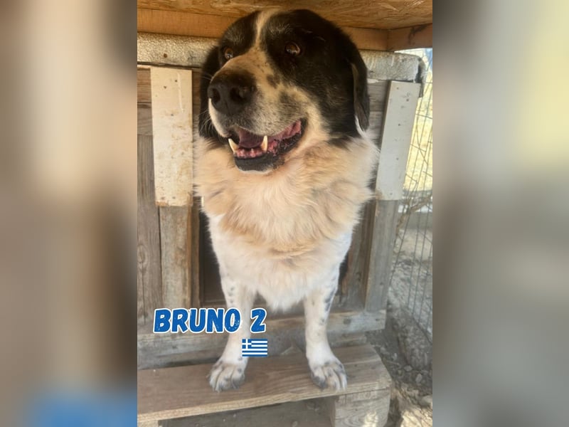 Bruno 2 - Gnadenbrotplatz gesucht