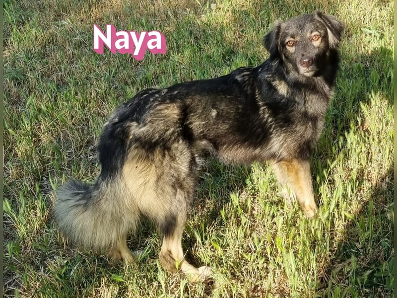 Naya, 11/24 - sportlicher Wuschel sucht Familie