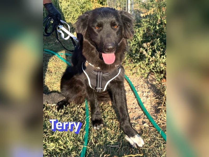 Terry, 09/24 - ruhiger Schatz sucht Familie