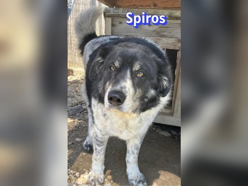 Spiros, 01/23 - wuscheliger, schlauer Gefährte sucht seine Menschen