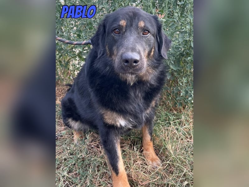 Pablo, 10/22 - ruhiger Rüde sucht Familie