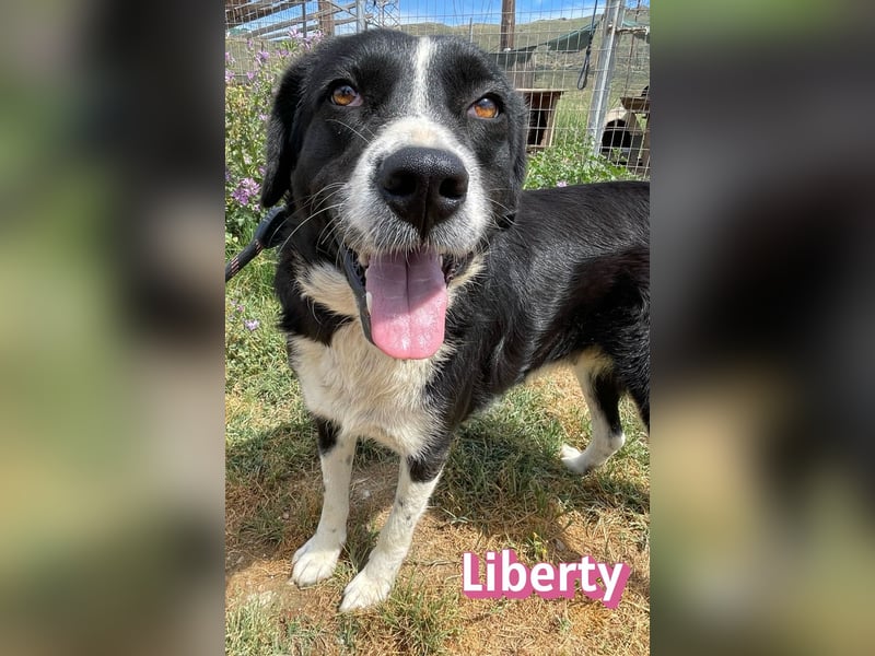 Liberty, 09/21 - treue Hündin sucht ihre Menschen