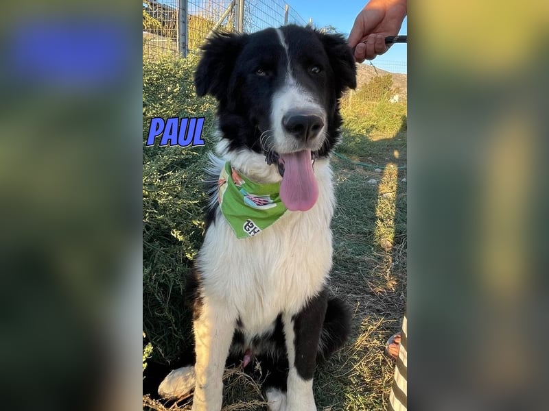 Paul, 10/25 - süßer Plüscher sucht Familie