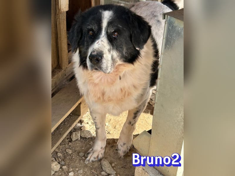 Bruno 2 - Gnadenbrotplatz gesucht